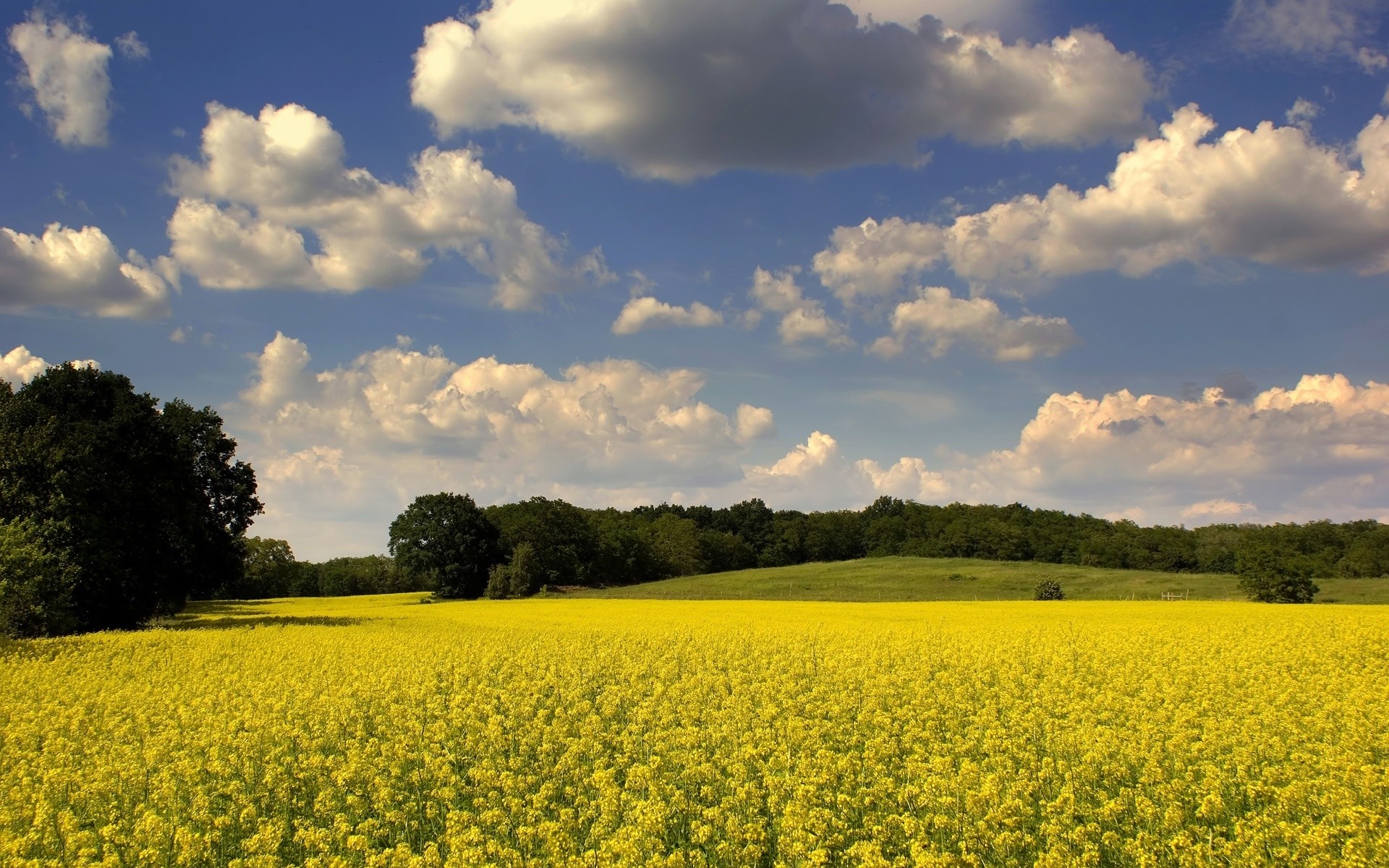 sommer landwirtschaft landschaft des ländlichen feld landschaft natur bauernhof himmel ernte im freien baum weide wolke ackerland blume gutes wetter öl sonne