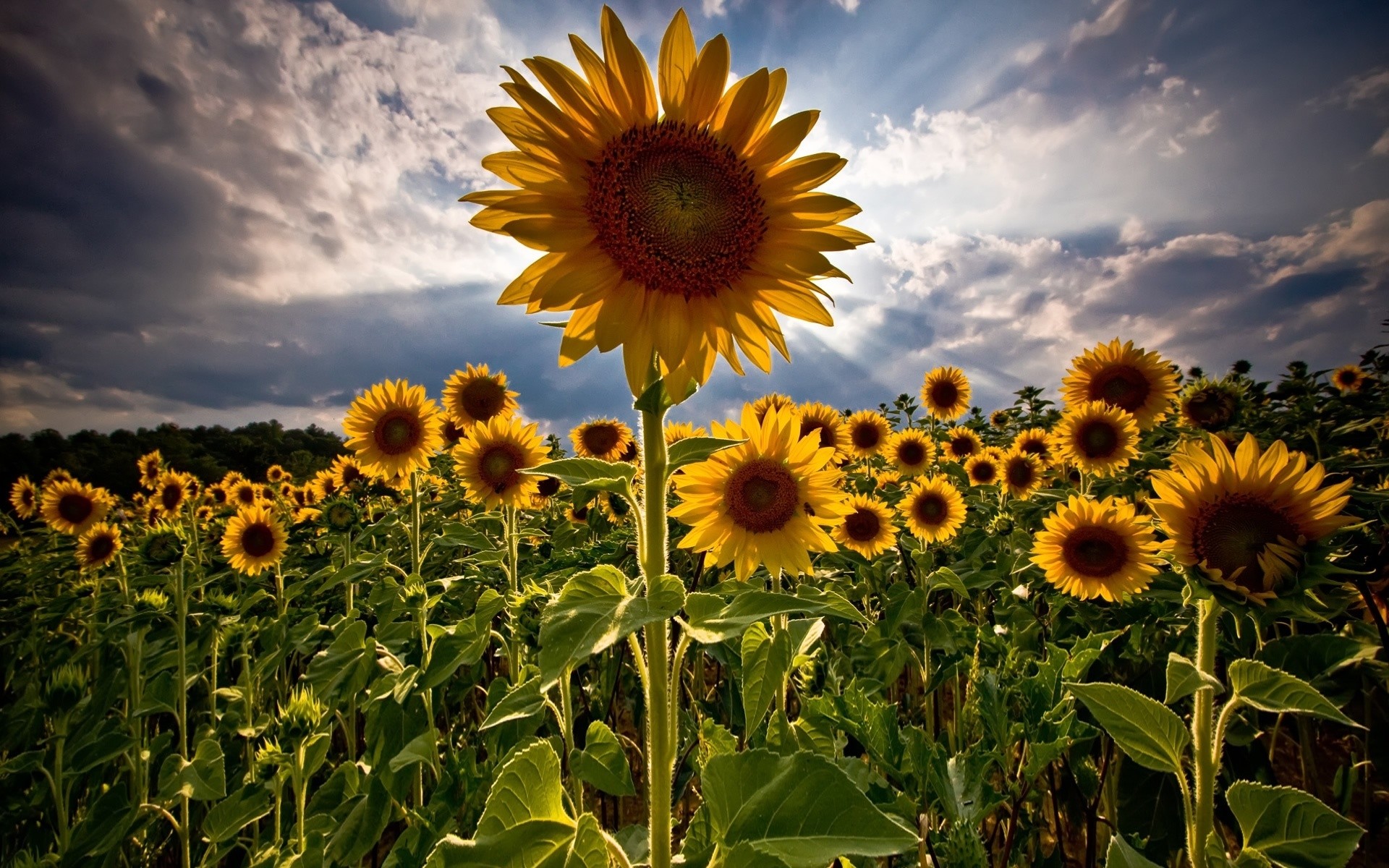 flores naturaleza girasol flora verano campo flor sol rural crecimiento hoja brillante buen tiempo soleado agricultura temporada color floral heno semilla