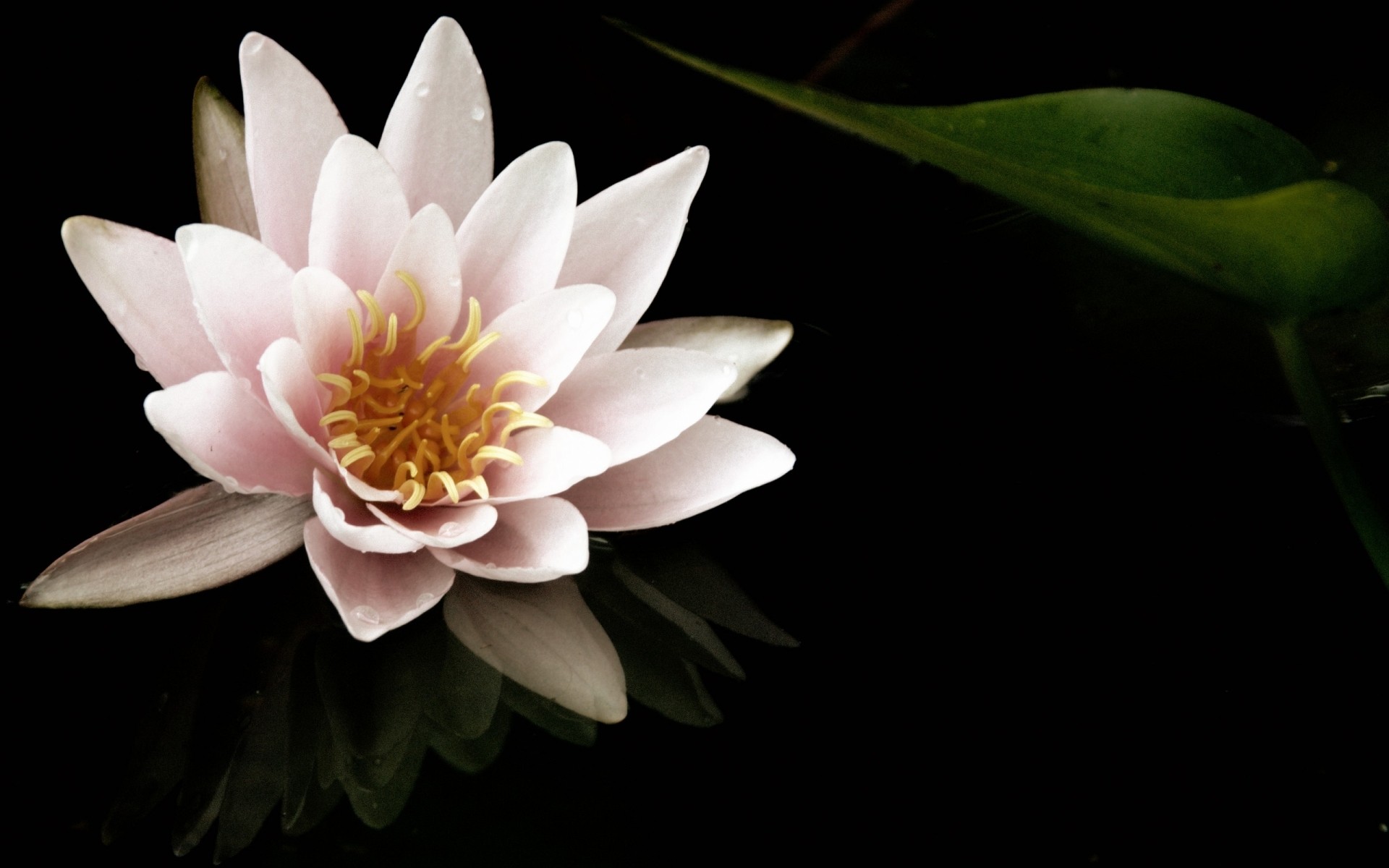 花 花 植物 自然 叶 花瓣 盛开 花园 美丽 花 夏天 颜色 明亮