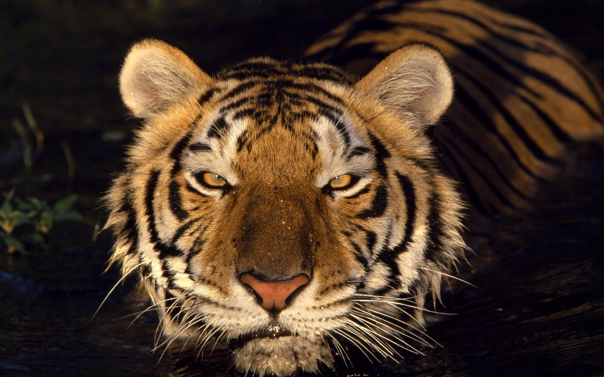 animaux faune chat tigre mammifère prédateur zoo chasseur animal mangeur de viande safari sauvage agression chasse jungle en colère bande fourrure à la recherche tête