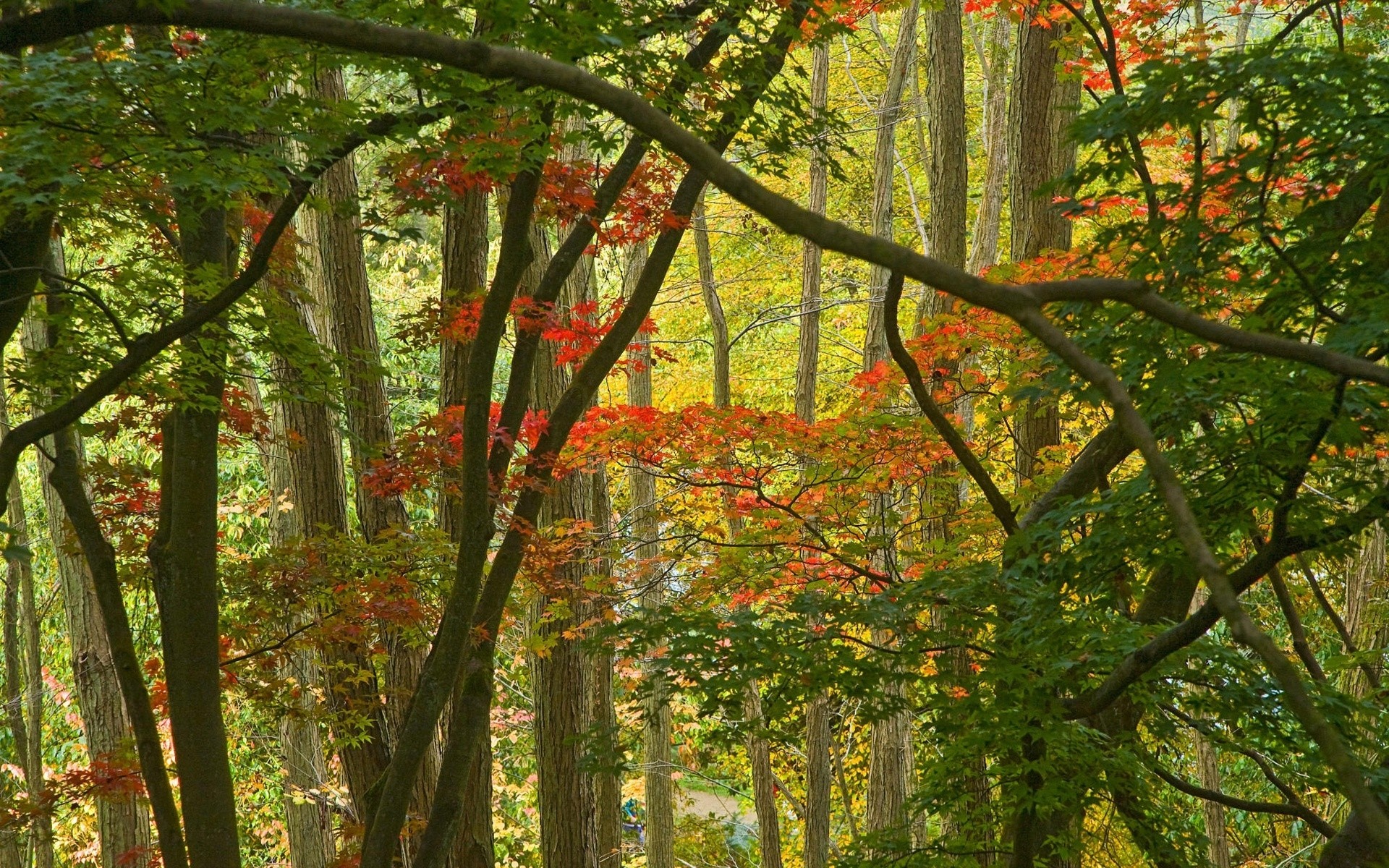 autunno foglia legno albero autunno natura paesaggio parco stagione ramo scenic lussureggiante ambiente vivid scenario acero tronco bel tempo faggio manuale