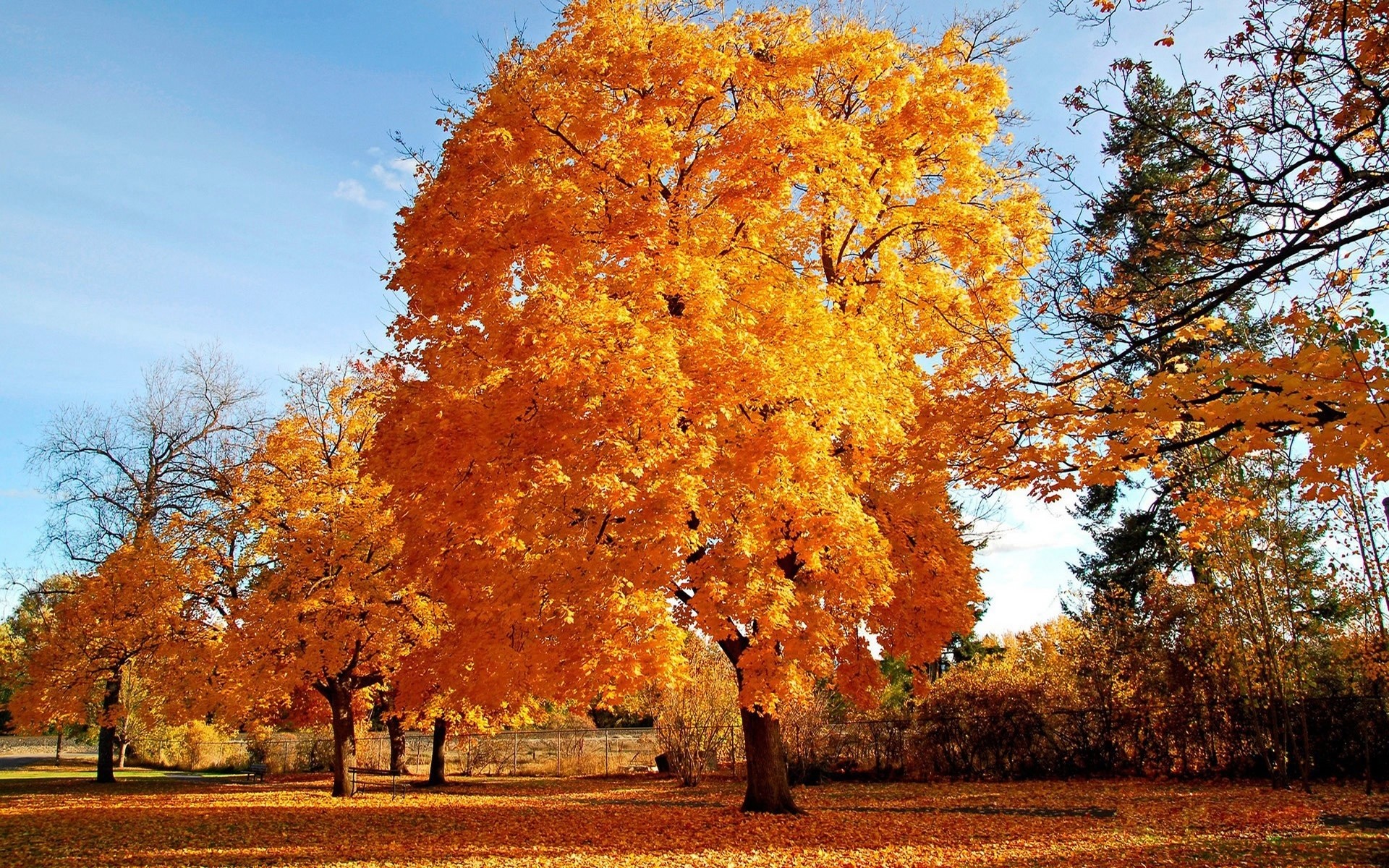 autumn fall tree leaf season park landscape wood maple nature branch gold bright scene outdoors scenic fair weather rural color oak