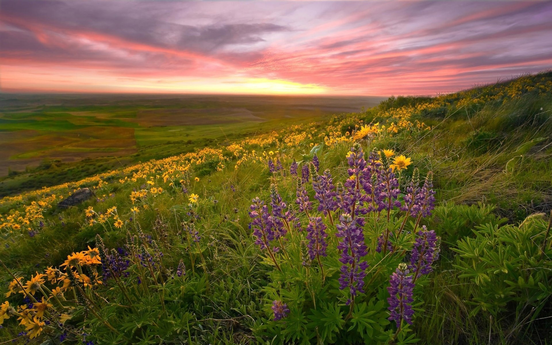 primavera paesaggio natura fiore fieno pascolo campo erba estate all aperto rurale cielo sole alba flora bel tempo fiori selvatici paese campagna pittoresco