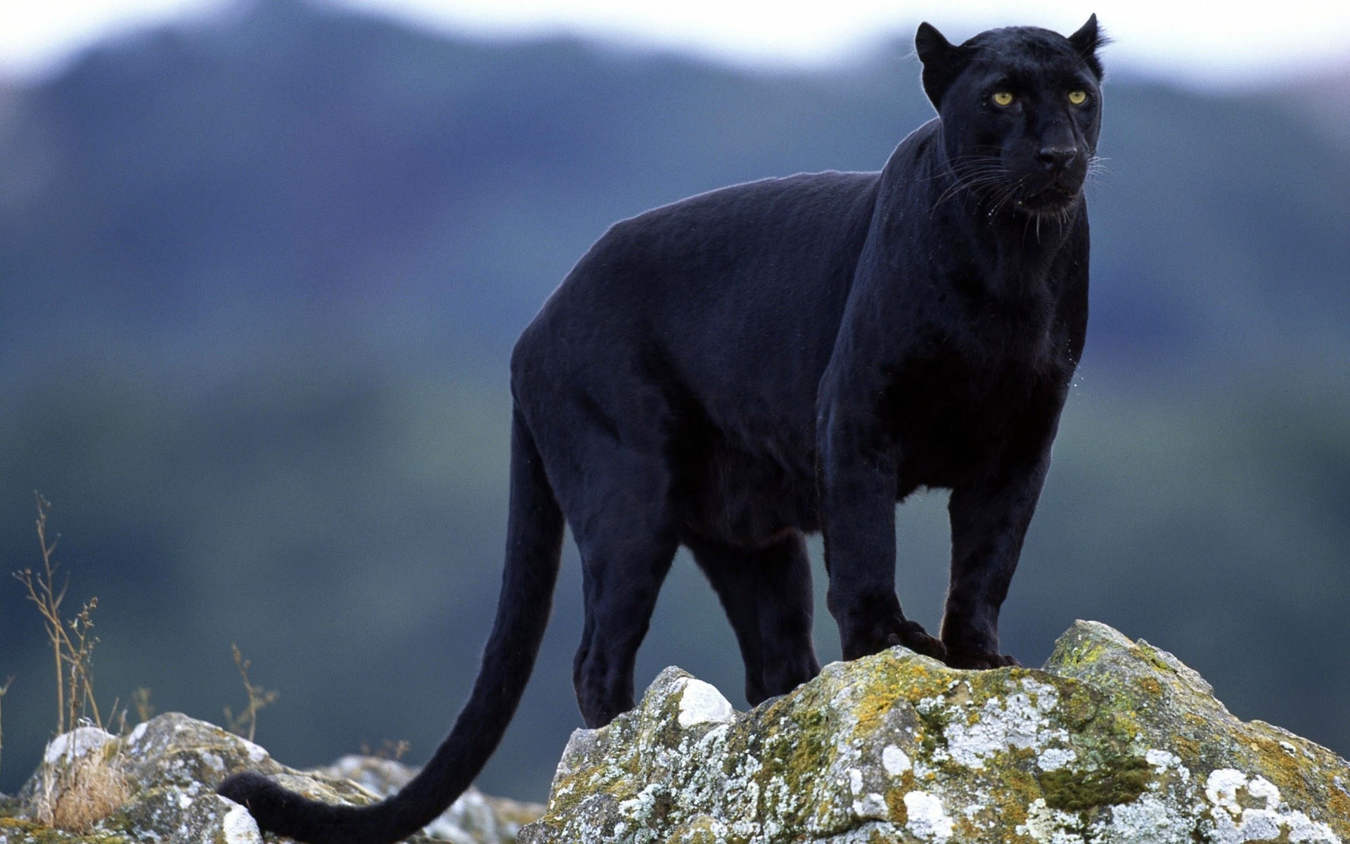 animals nature wildlife outdoors mammal animal rock panther puma