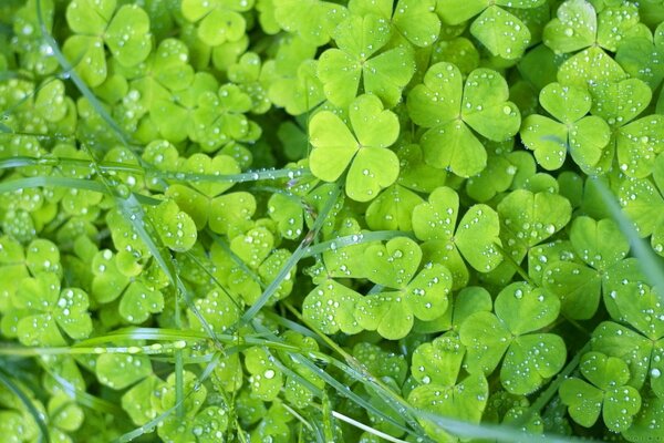 Trifoglio verde con gocce d acqua