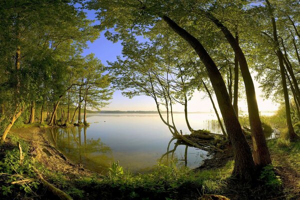 Paysage naturel avec des arbres verts et un lac