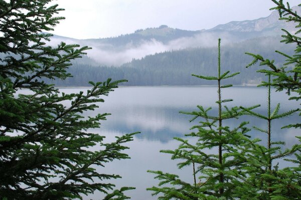 Natural lake among coniferous forest