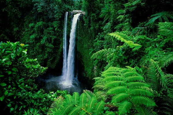 Cascada baja en la selva tropical