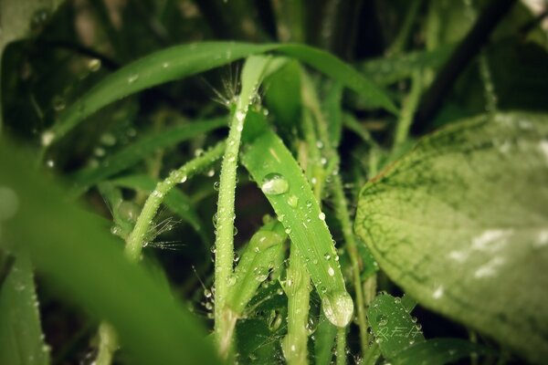 Raindrops on plants