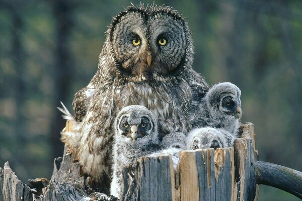 A family of owls in the wild