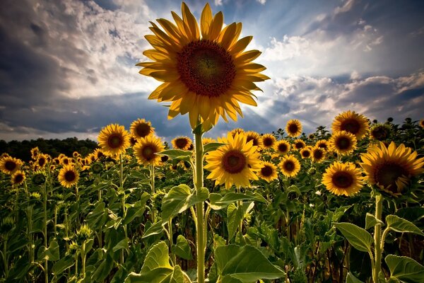 Feld von gelben Sonnenblumen im Sommer