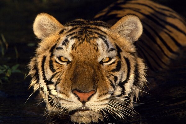 Tiger at dusk at sunset