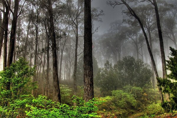 Mysterious fog in the forest thicket