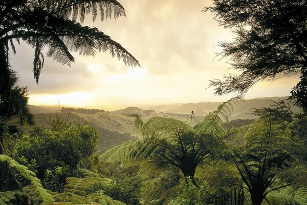 Plantas tropicales contra el cielo