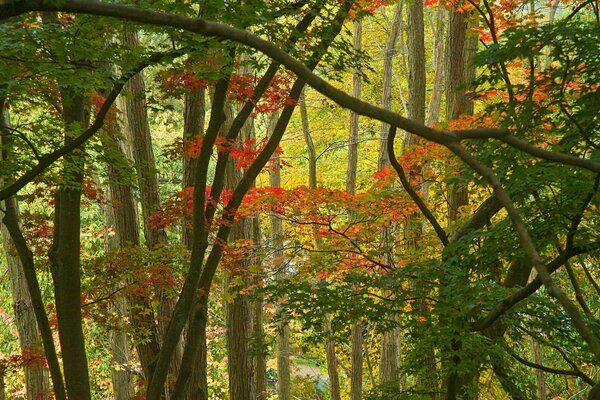 Foresta dall interno. Natura autunnale