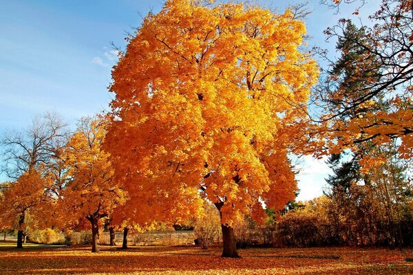 Autumn season the kraivoe yellow tree