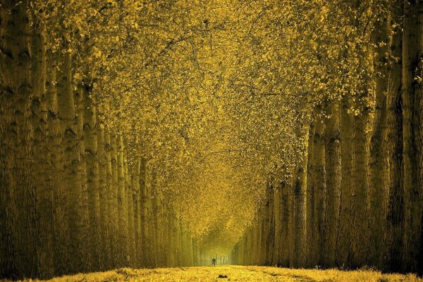 Callejón de otoño de increíble belleza árboles