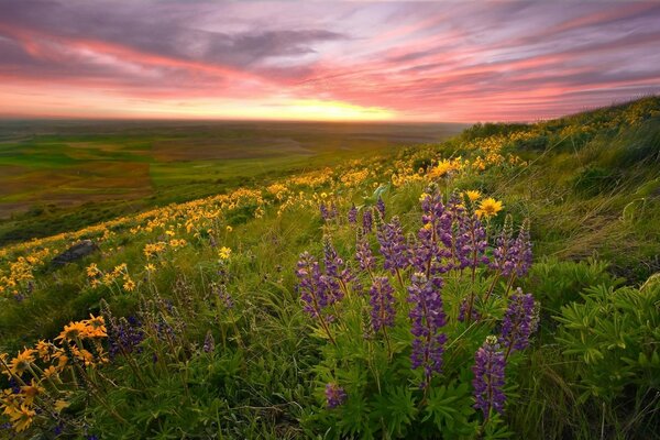 Herbes multicolores au coucher du soleil de bosquet