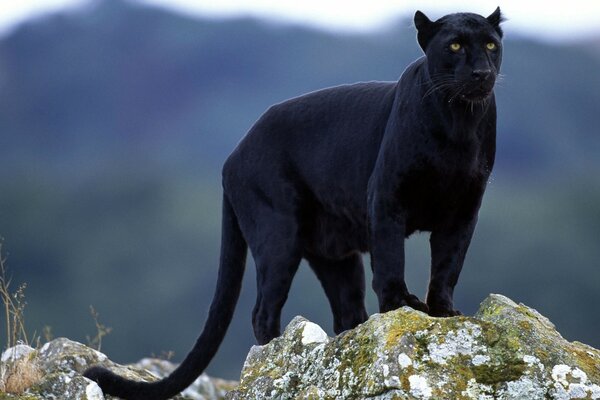 Pantera negra en la piedra