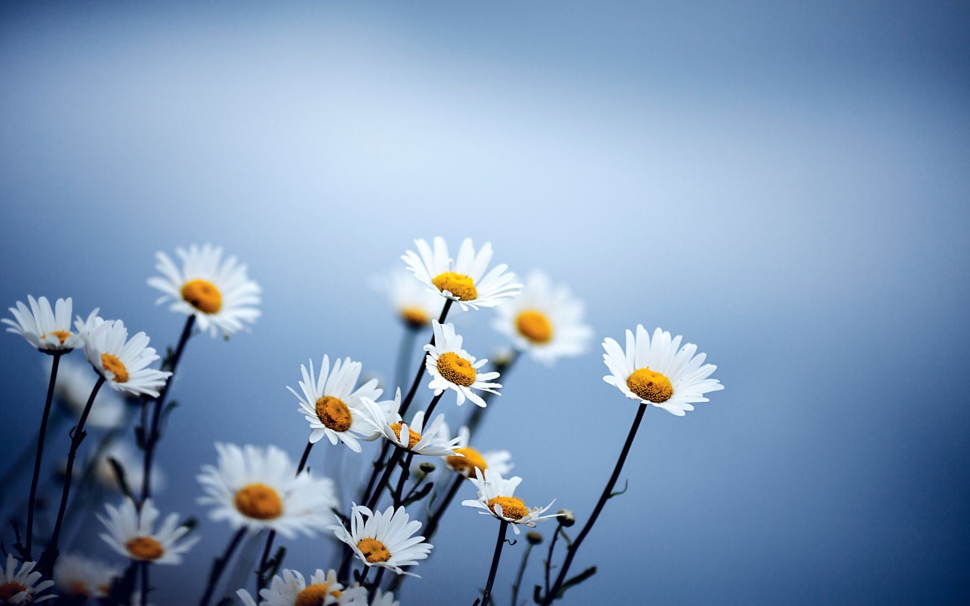 chamomile nature flower summer sun fair weather flora bright growth field hayfield color outdoors