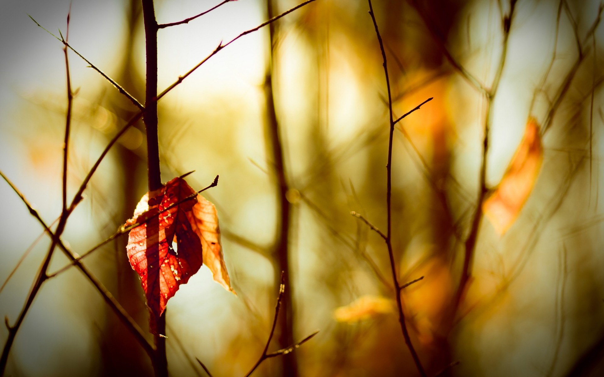 autumn fall nature leaf light tree wood blur color winter dof outdoors dawn flower branch sun garden gold