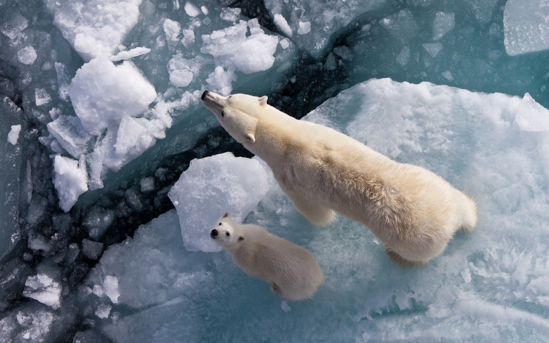 animaux neige hiver givré glace froid congelé à l extérieur gel mammifère lumière du jour polaire nature eau météo un ours arctique