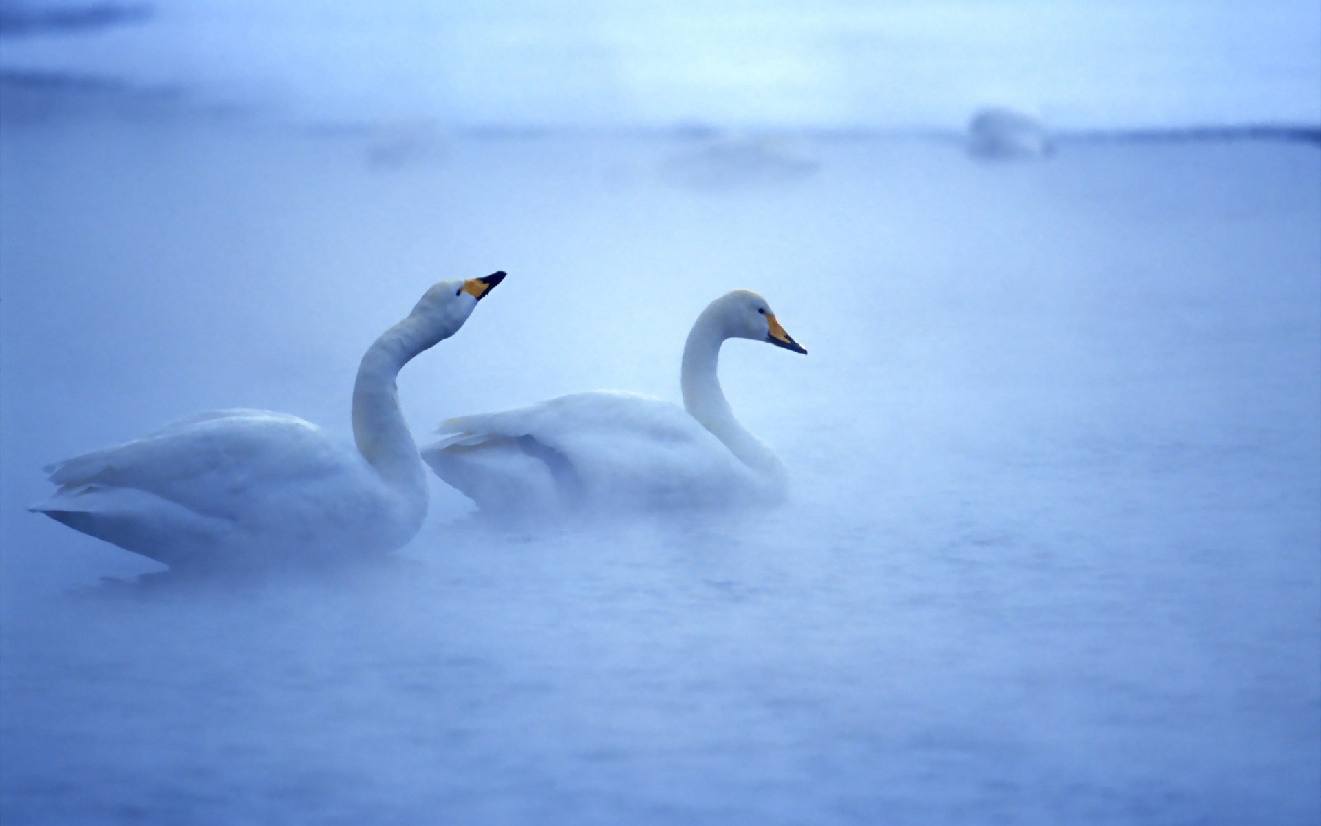 swans bird swan water nature lake wildlife outdoors