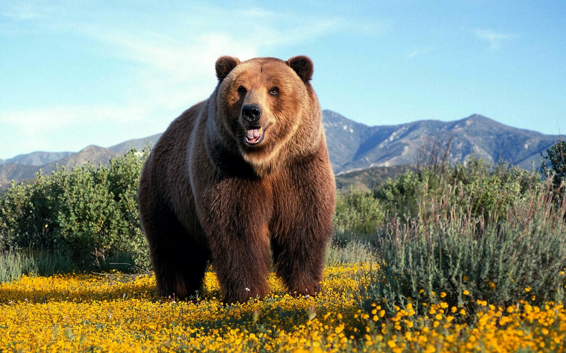 tiere im freien natur säugetier holz wild heuhaufen gras wildtiere bär grizzly