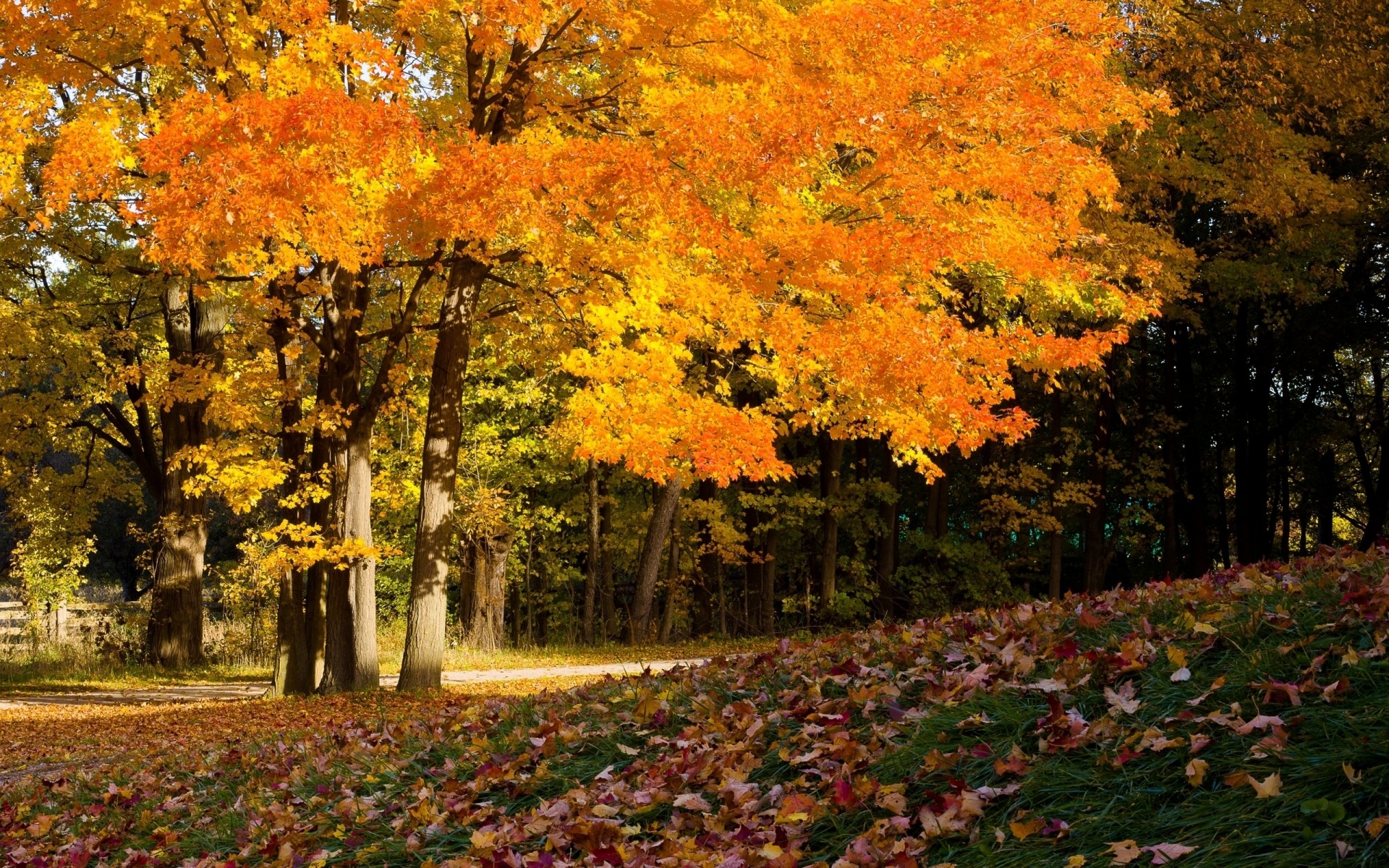 autunno autunno foglia di acero albero paesaggio stagione parco natura in legno all aperto scenic lussureggiante oro che cambia foglie colori