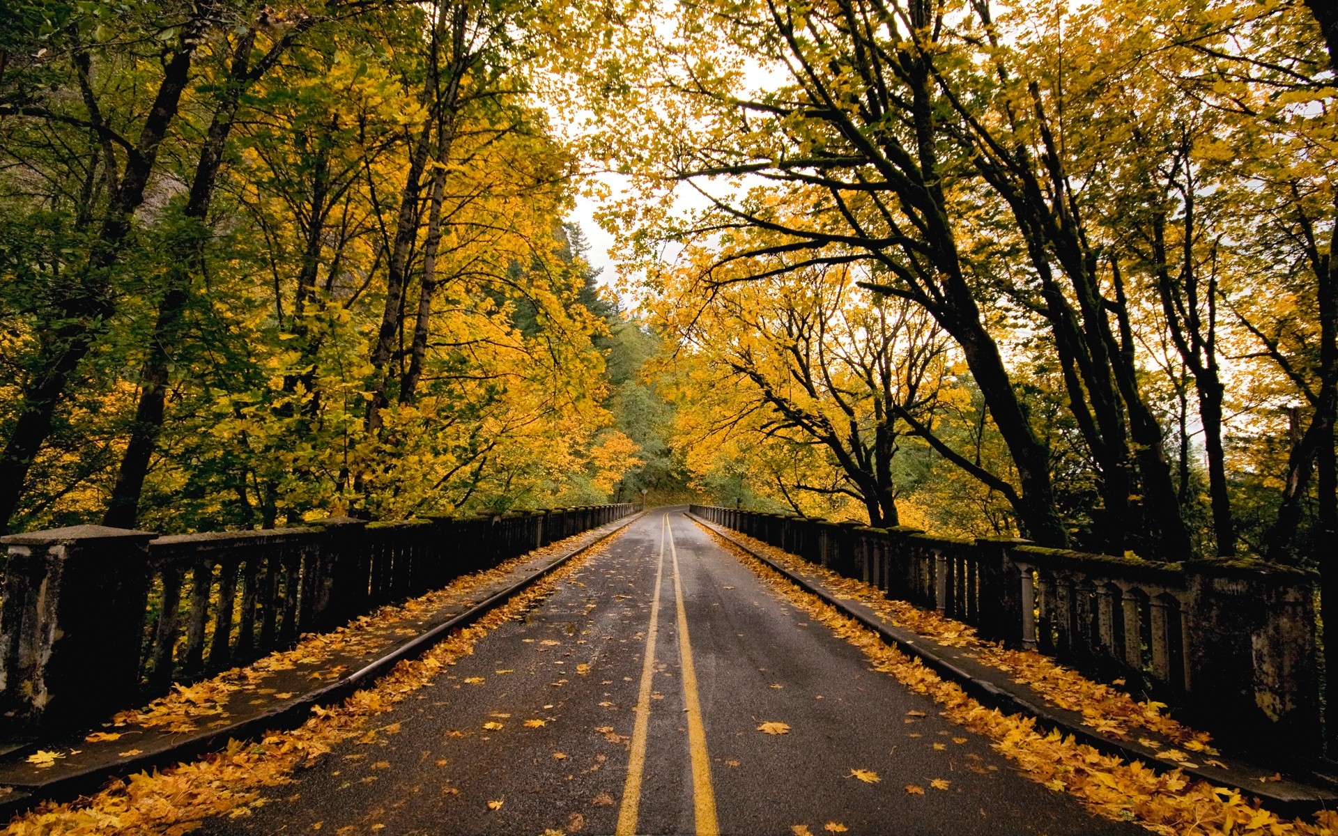 autumn road fall wood tree guidance leaf landscape nature park lane scenic outdoors perspective countryside season rural alley leaves trees