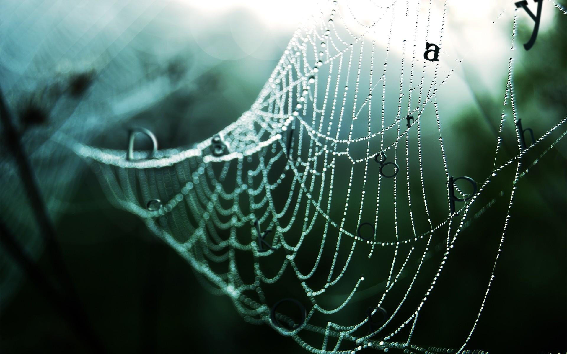 fotobearbeitung spinnennetz spinne spinnennetz falle web spinnentiere tau gefahr komplexität natur angst verbindung sauber muster nebel faden unheimlich webspinne