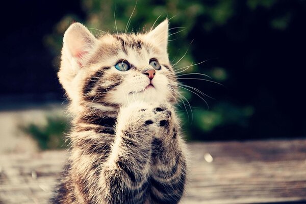 Mignon chaton moelleux sur le banc