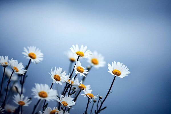 Schöne Gänseblümchen auf blauem Hintergrund