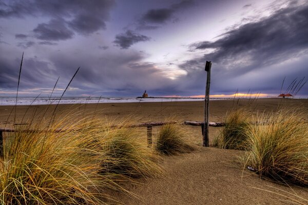 Bunches of wild sedge on a sandy beach