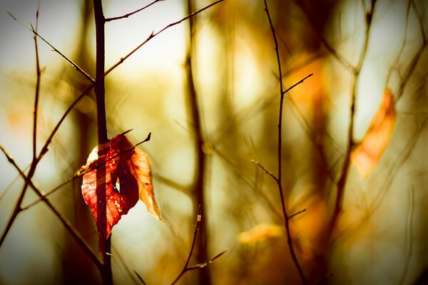 Autumn lonely leaf on the branches