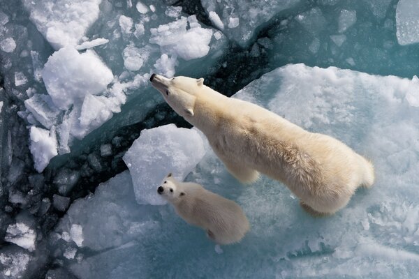 Two polar bears on ice in winter