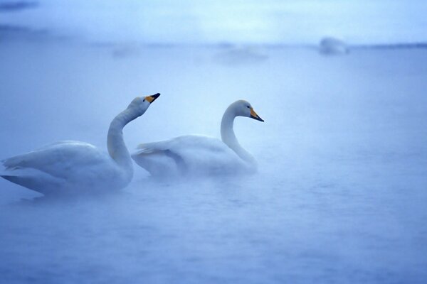 White swans float on the water in the fog