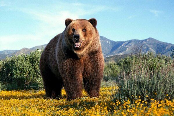 Der harte russische Braunbär