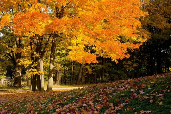 Der Herbstpark ist sehr bunt und hell