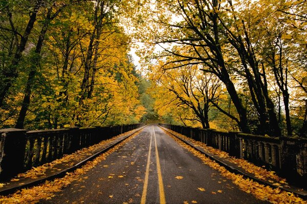 Strada attraverso la foresta autunnale