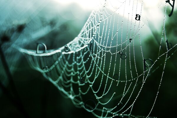 Spider web on a blurry background with letters