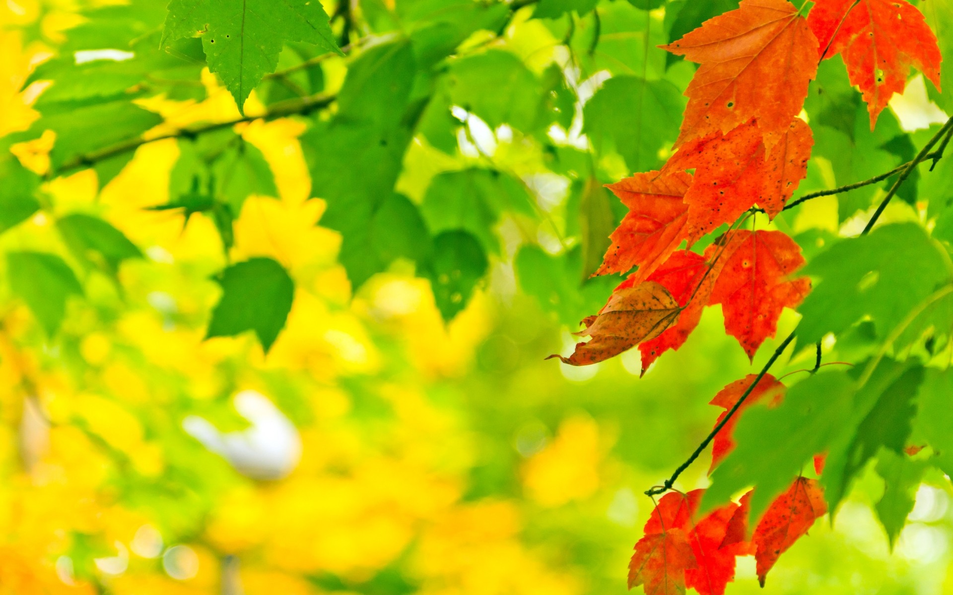 automne feuille nature flore automne saison lumineux érable arbre couleur croissance beau temps luxuriant jardin été branche à l extérieur lumineux environnement parc arbres