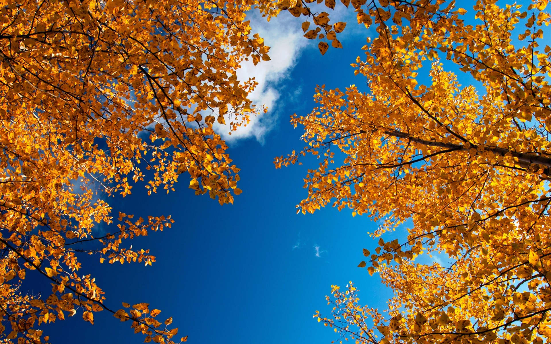 automne automne feuille saison arbre nature bois érable lumineux or branche beau temps changement paysage à l extérieur couleur ciel ensoleillé feuilles