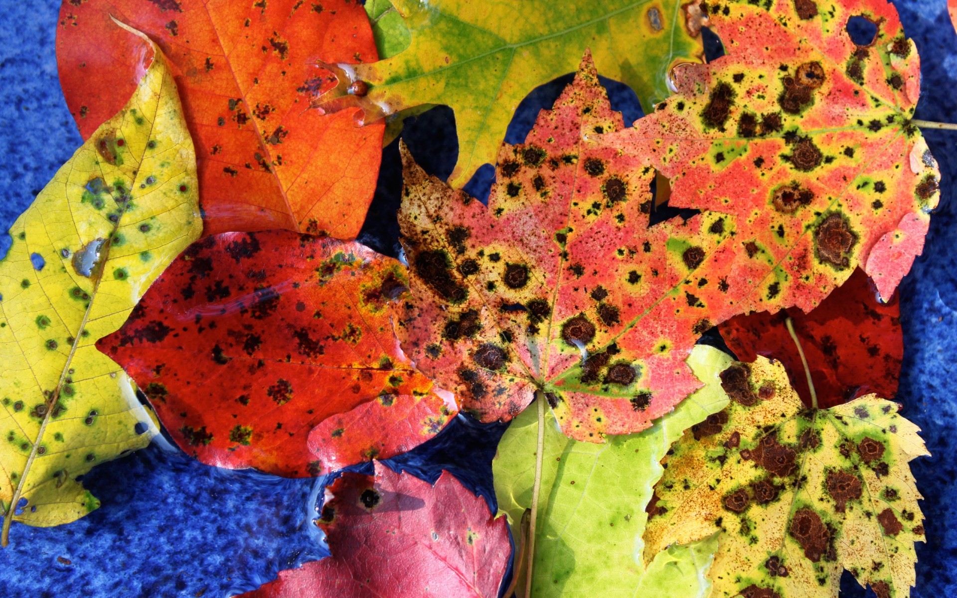 herbst blatt herbst textur natur farbe desktop hell blätter