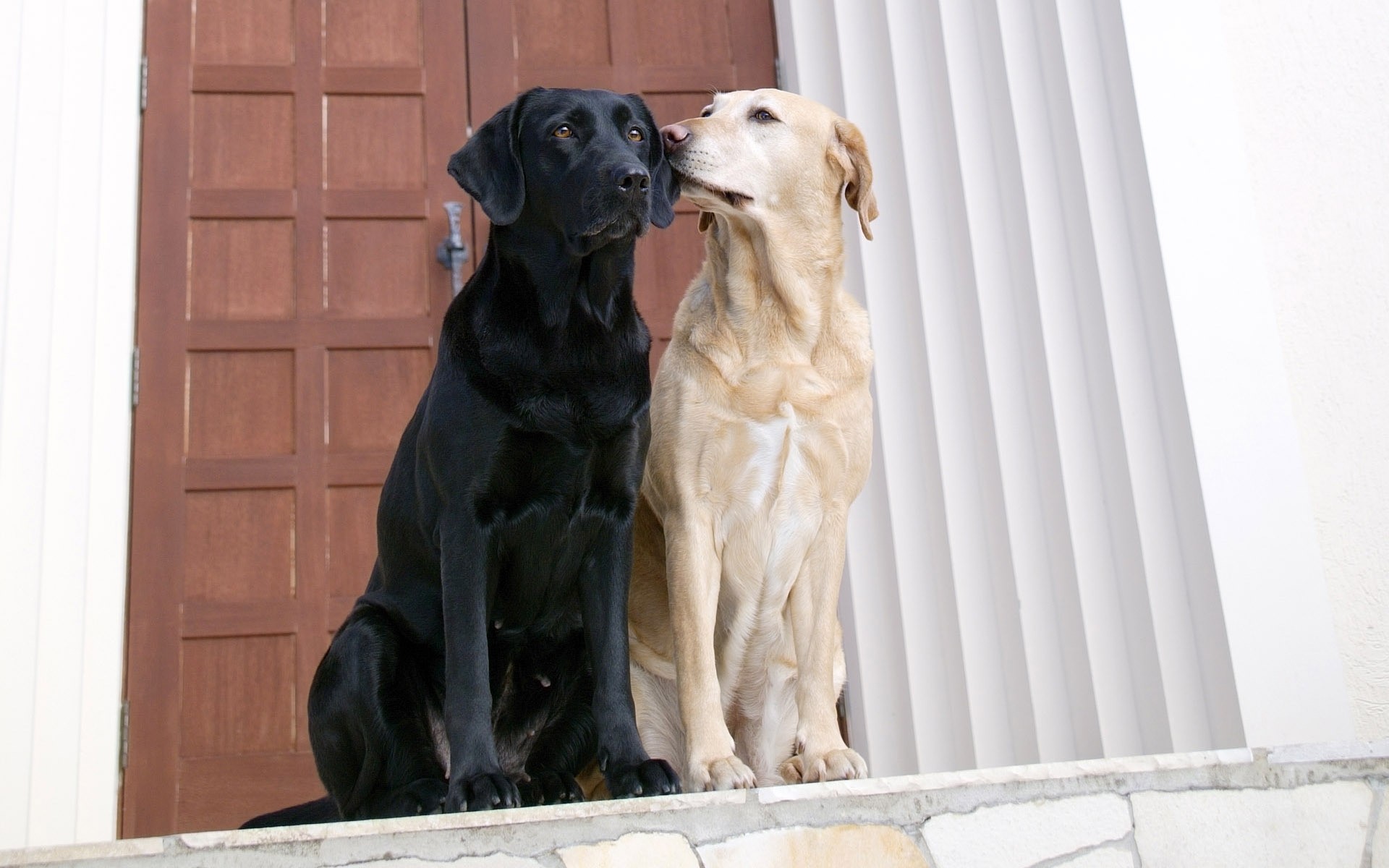 köpekler köpek evde beslenen hayvan sevimli yerli hayvan oturmak memeli portre köpek eğitmeni geri almak göz atmak genç stüdyo köpek yavrusu sevimli labrador hayvanlar fotoğraf komik öpücük