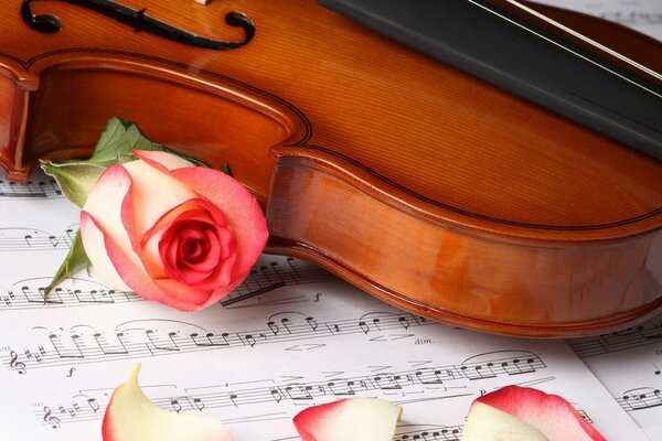 The violin lies on the notes, next to the rose