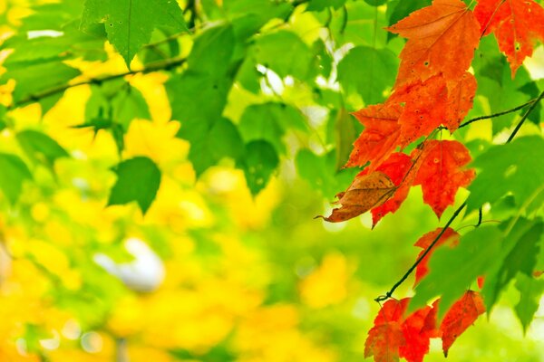 Macro photo of an autumn red leaf against a forest background