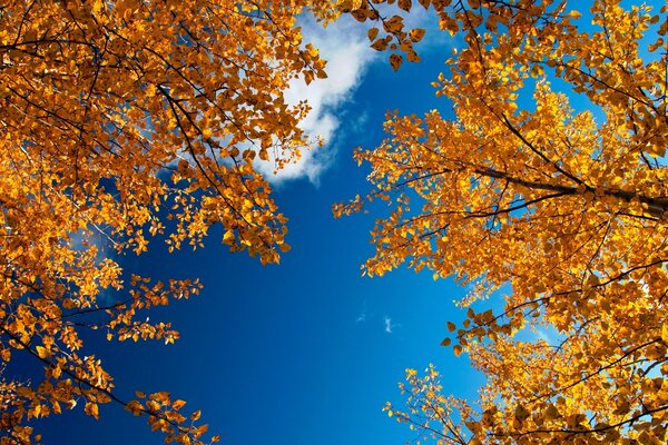 En automne, les feuilles deviennent multicolores, avec leur beauté attire