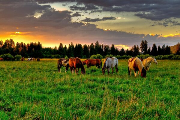 Se convirtió en caballos pastando en el rompecabezas