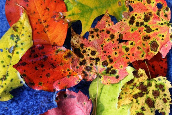 Farbenfroher Herbstteppich aus Blättern